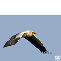 گونه کرکس مصری Egyptian Vulture